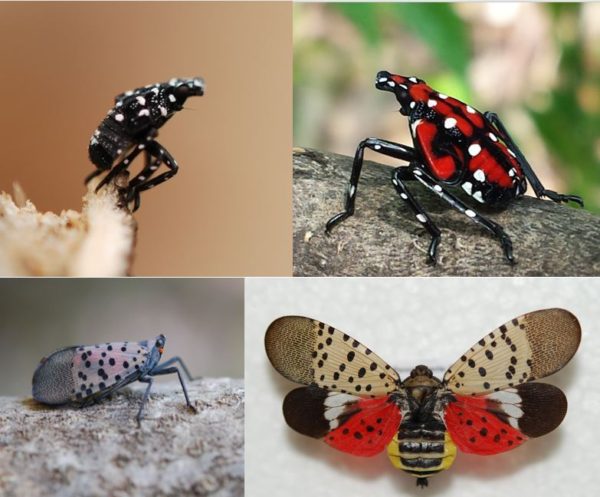 spotted lantern fly 2021