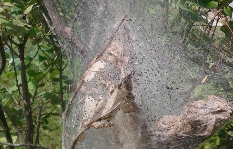 How to deal with fall webworms