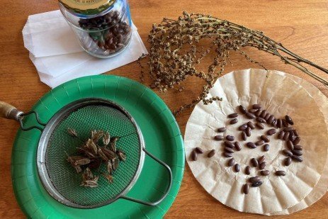 Seed Saving Basics