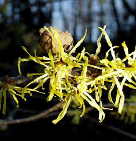 witch hazel flower